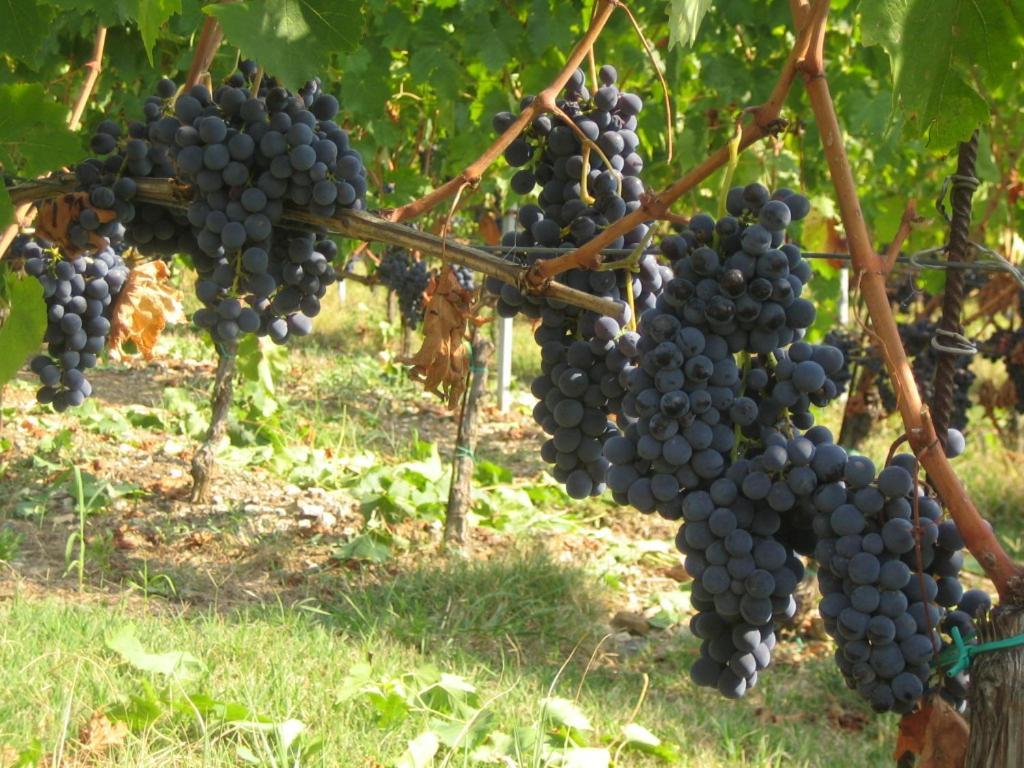Fattoria Di Rignana Winery Bnb غريفي ان شنتي المظهر الخارجي الصورة